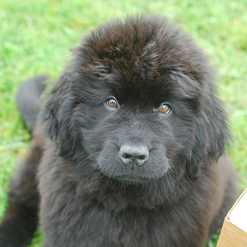 emily diciksen carlo filming